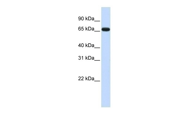 ZNF775 Antibody