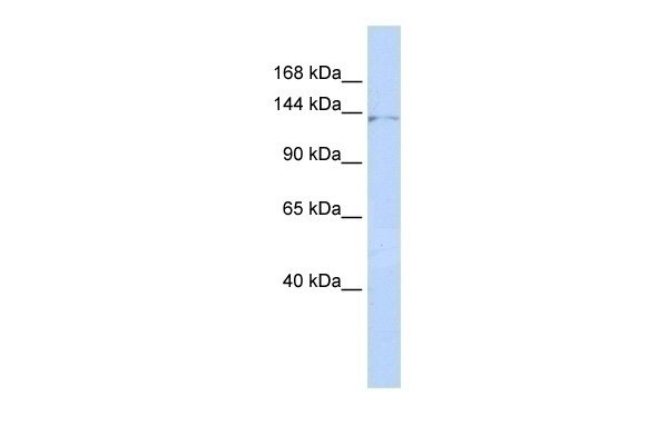 ZNF445 Antibody