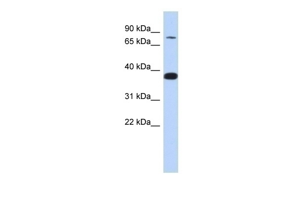 ZNF526 Antibody