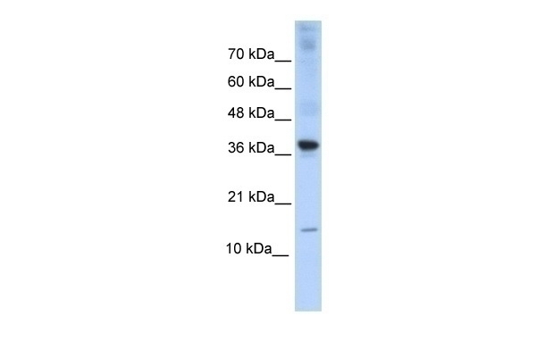 BATF Antibody