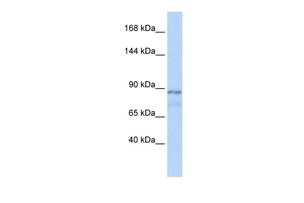ZFAT1 Antibody