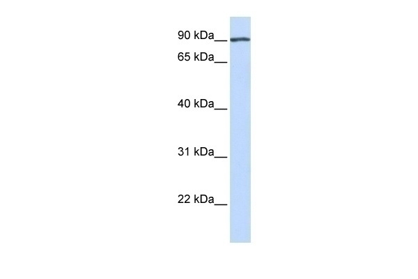 APP Antibody