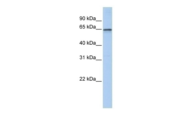 AHCYL1 Antibody