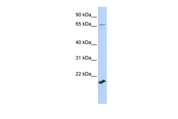 ZFP37 Antibody