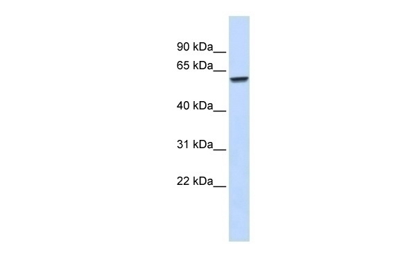 ZNF207 Antibody