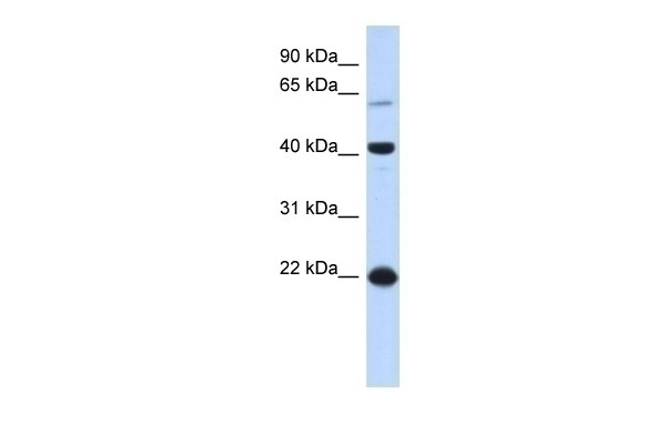 BLZF1 Antibody