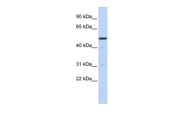 BTBD3 Antibody