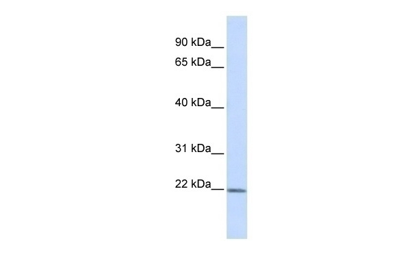 ZFAND5 Antibody