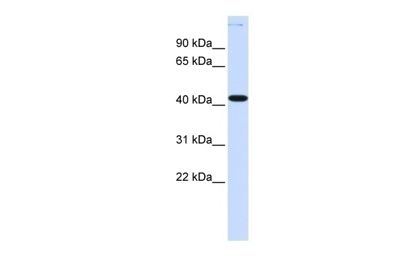 YBX2 Antibody