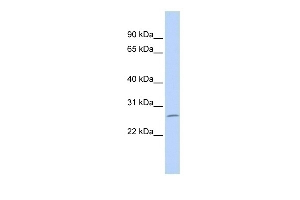 ZNF575 Antibody