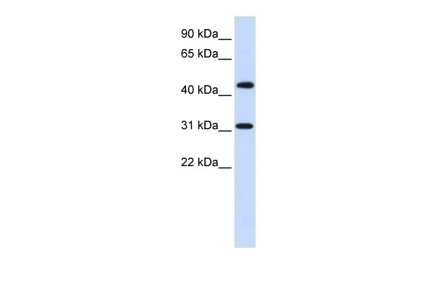 ZNF684 Antibody