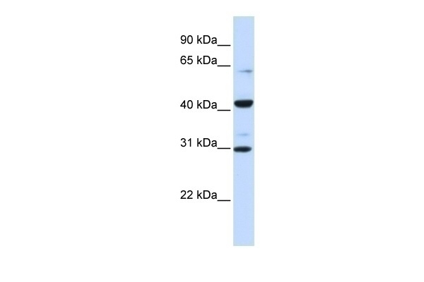 ZNF193 Antibody