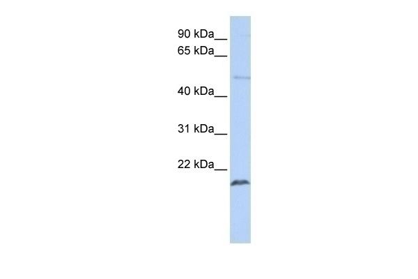 ZNF79 Antibody