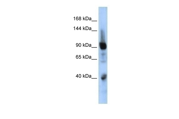 ZNF507 Antibody
