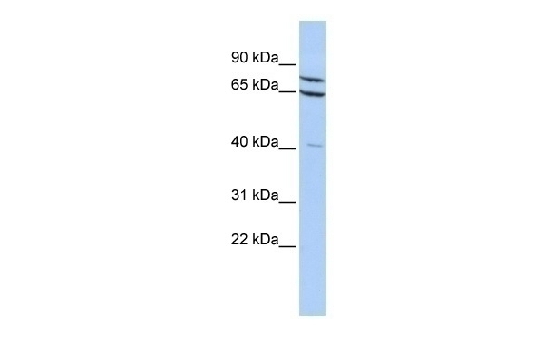 ZNF471 Antibody