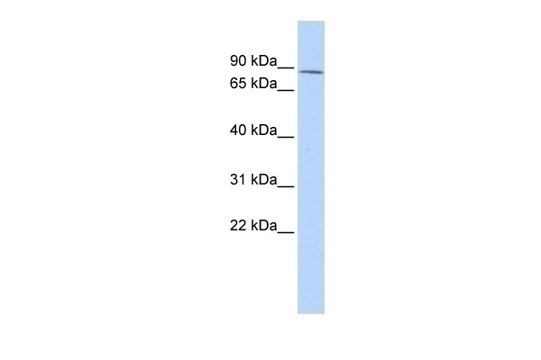ZNF667 Antibody