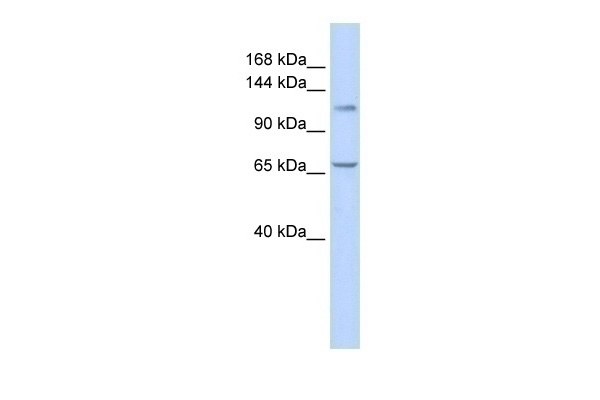 ZBTB10 Antibody