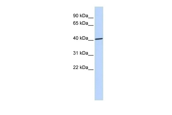 ZNF696 Antibody