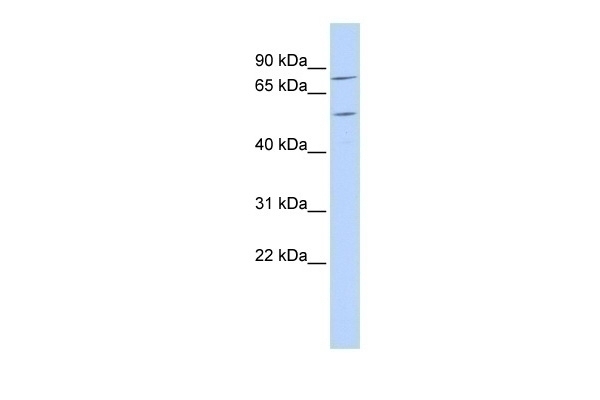 ZNF333 Antibody