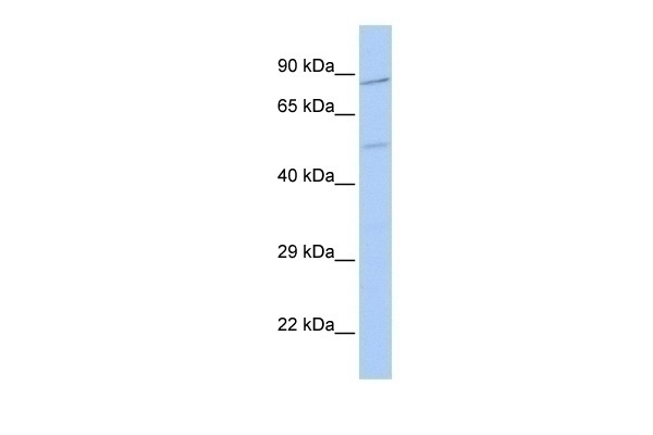 ZNF585B Antibody