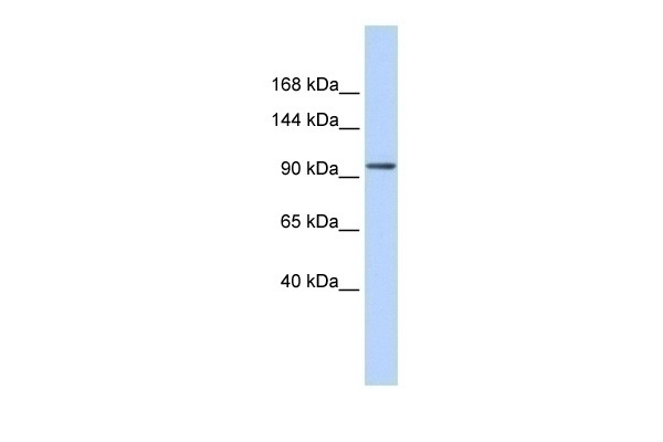 ZNF560 Antibody