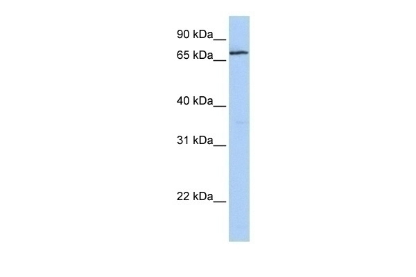 ZNF548 Antibody