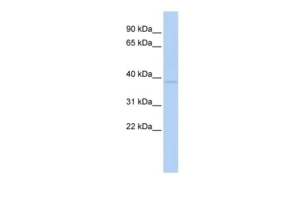 ZNF75A Antibody
