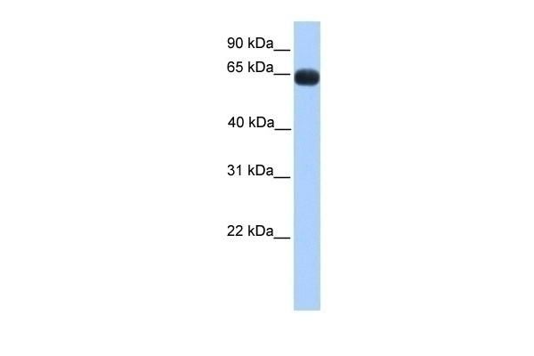 ZNF100 Antibody