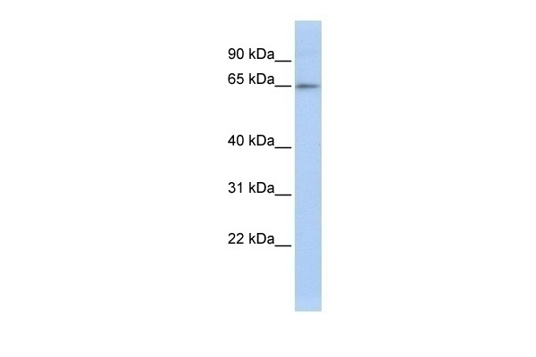 ZNF619 Antibody