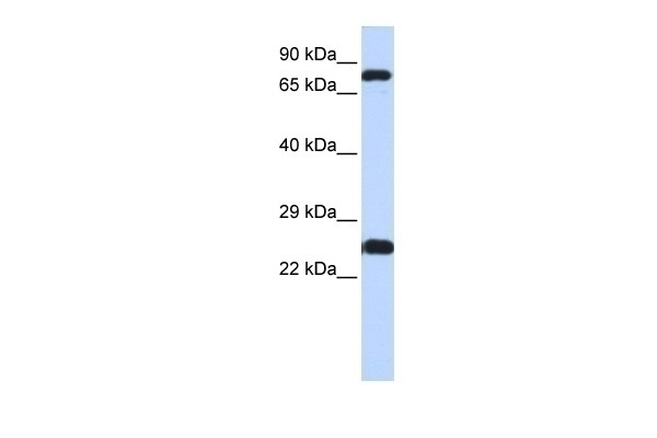 ZNF799 Antibody