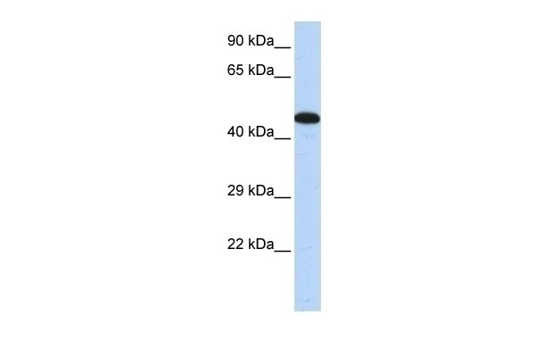 AKAP5 Antibody