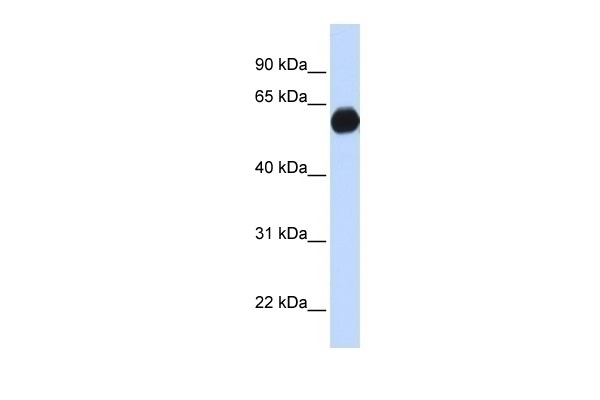 AKAP1 Antibody