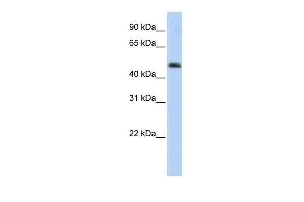 ARC Antibody