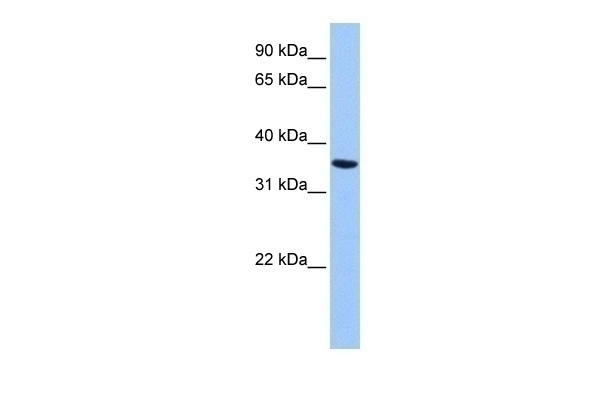 ANXA8L2 Antibody