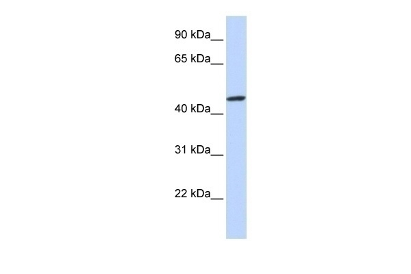ZNF239 Antibody