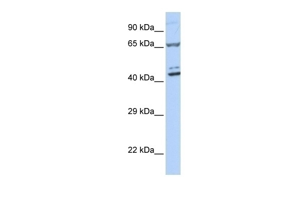 ZNF324 Antibody