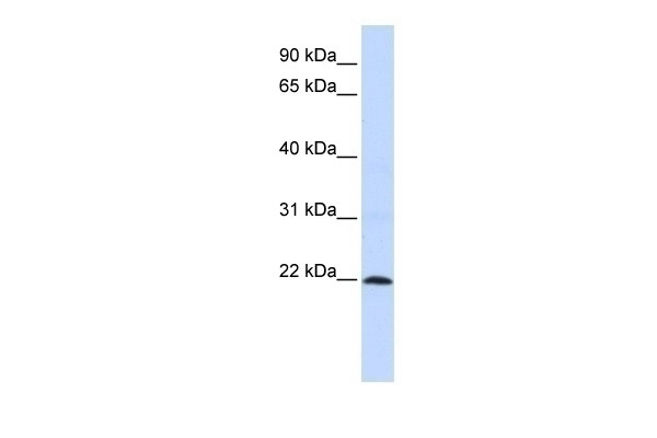 ZNF581 Antibody