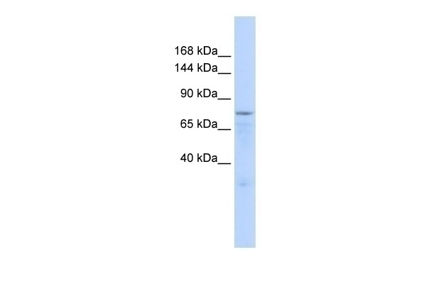 ZFP62 Antibody