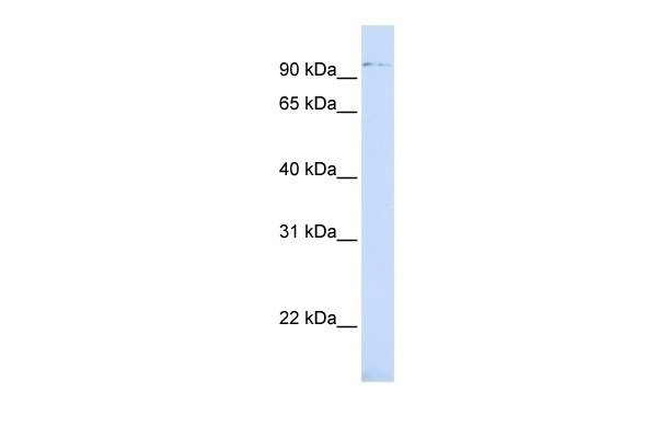 ZNF598 Antibody