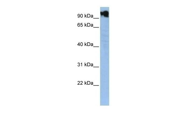 ZFY Antibody