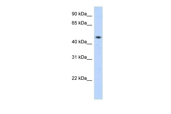ZNF213 Antibody