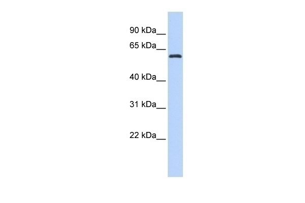 ARID3A Antibody