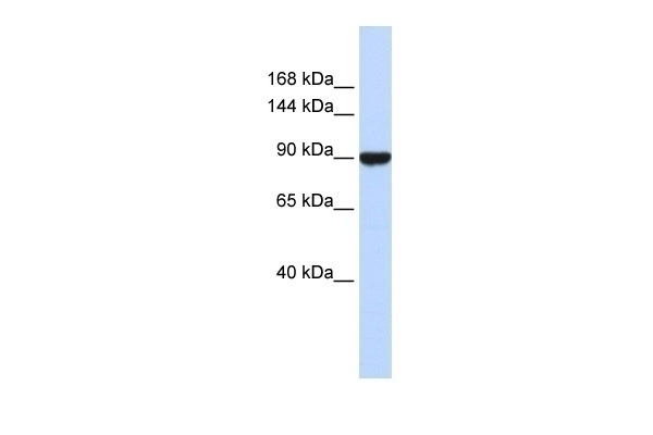 AVIL Antibody
