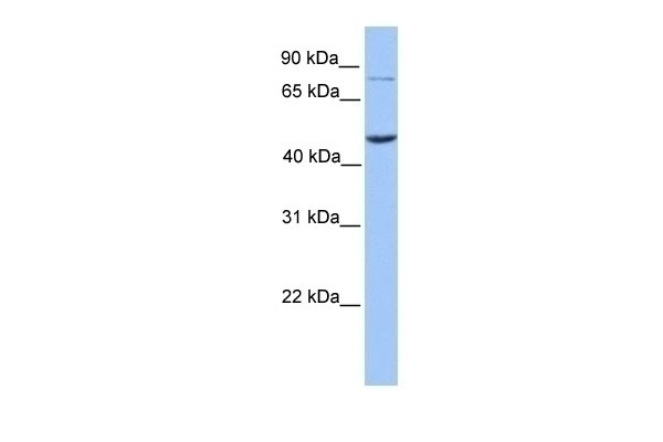 ZBTB6 Antibody