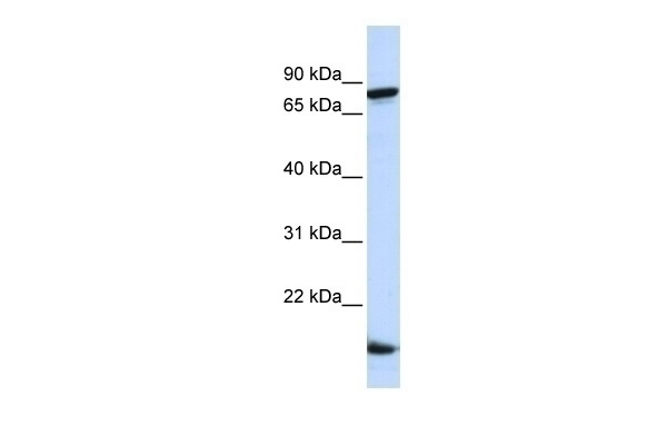 ZNF281 Antibody