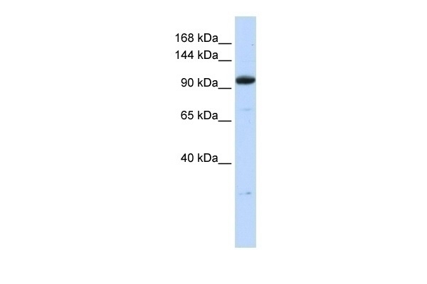 ZNF228 Antibody