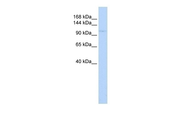 ZBTB11 Antibody