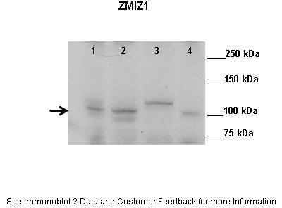 ZMIZ1 Antibody