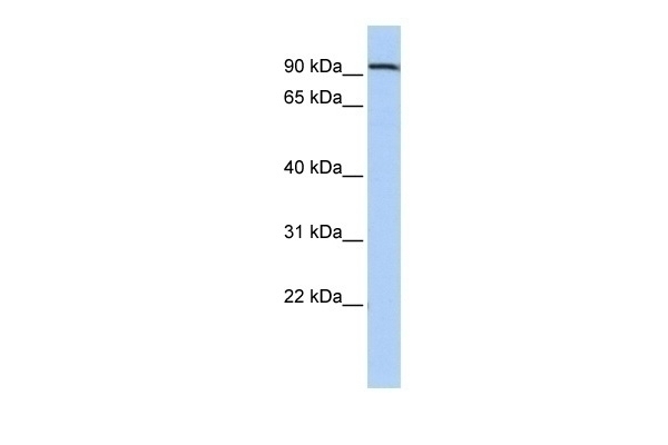 AHRR Antibody