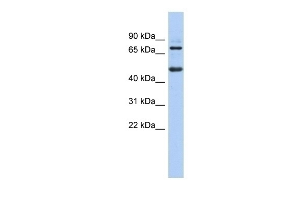 ZBTB26 Antibody